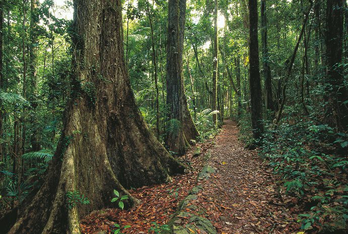 Eungella-National-Park